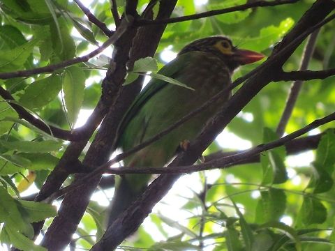 Brown-headed Barbet                                 Barbet,Brown-headed Barbet,Geotagged,Megalaima zeylanica,Sri Lanka