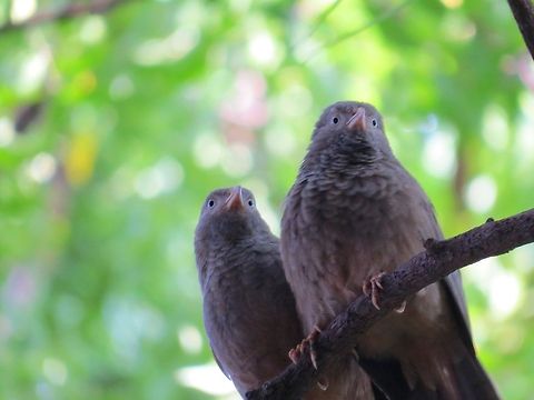 Jungle Babbler                                 Geotagged,Jungle Babbler,Sri Lanka,Turdoides striata