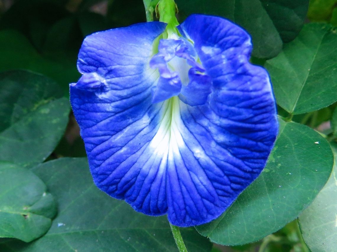 Clitoria ternatea  Clitoria,Clitoria ternatea,Geotagged,Sri Lanka