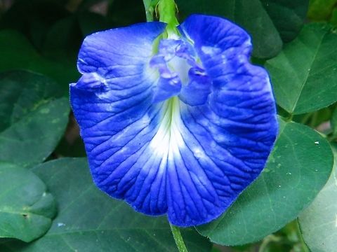 Clitoria ternatea  Clitoria,Clitoria ternatea,Geotagged,Sri Lanka