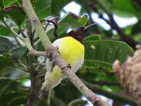 Purple-rumped Sunbird (Male) The Female one is not colorful like the male. Geotagged,Leptocoma zeylonica,Purple-rumped Sunbird,Sri Lanka
