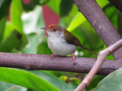 Common Tailorbird  Common Tailorbird,Geotagged,Orthotomus sutorius,Sri Lanka