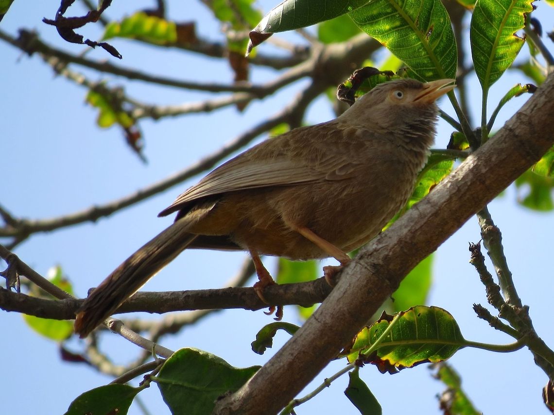 The Jungle Babbler                                 Geotagged,Jungle Babbler,Sri Lanka,Turdoides striata