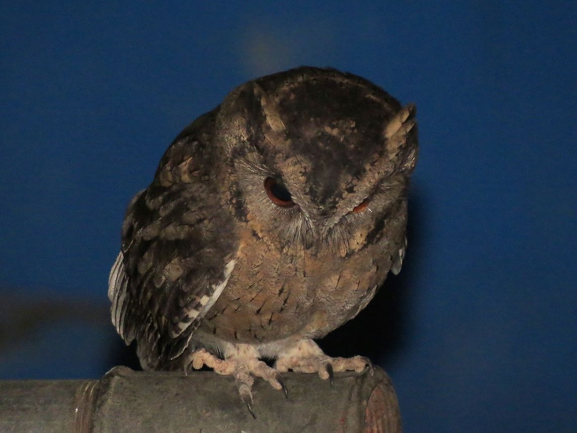 Indian Scops Owl (Otus bakkamoena)  Geotagged,Indian Scops Owl,Otus bakkamoena,Owl,Sri Lanka