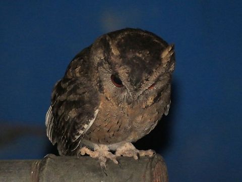 Indian Scops Owl (Otus bakkamoena)  Geotagged,Indian Scops Owl,Otus bakkamoena,Owl,Sri Lanka