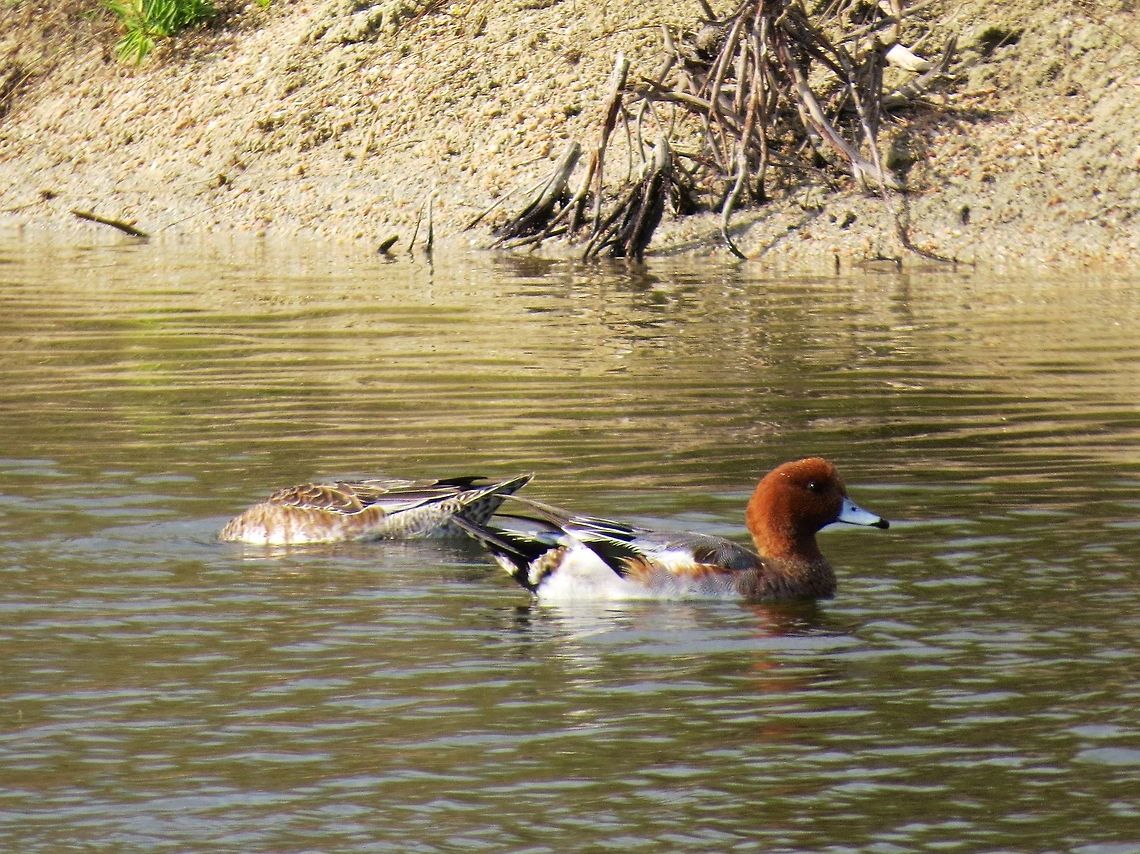 Eurasian wigeon (male)                                 Anas penelope,Eurasian wigeon,Geotagged,Mareca penelope,Sri Lanka