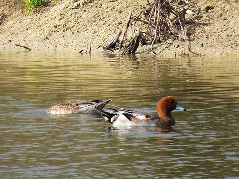 Eurasian wigeon (male)                                 Anas penelope,Eurasian wigeon,Geotagged,Mareca penelope,Sri Lanka