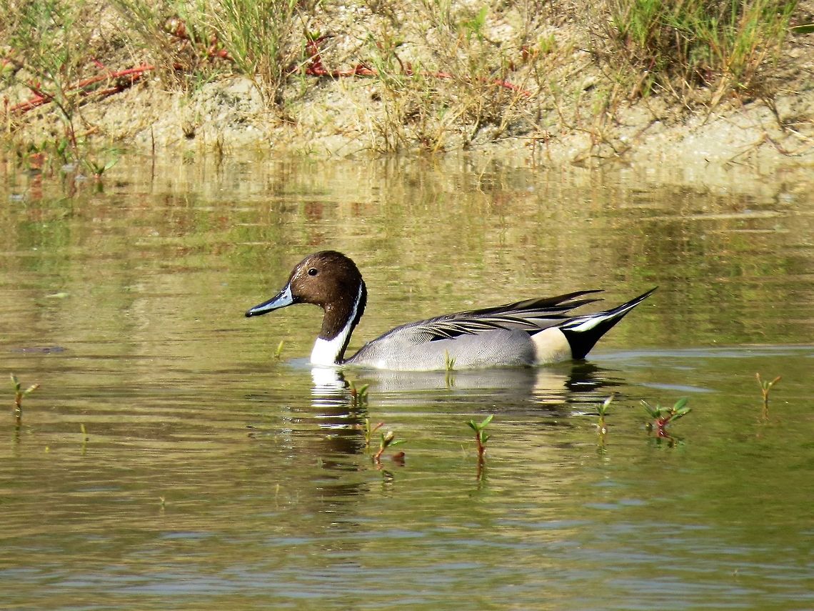 Northern Pintail (Male)                                 Anas acuta,Geotagged,Northern Pintail,Sri Lanka