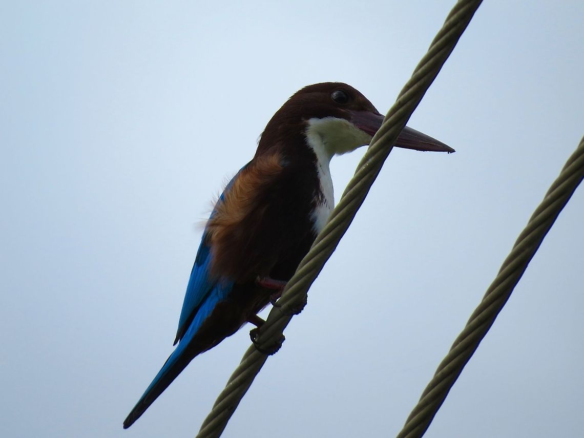 White Throated Kingfisher                                 Geotagged,Halcyon smyrnensis,King Fisher,Sri Lanka,White-throated Kingfisher