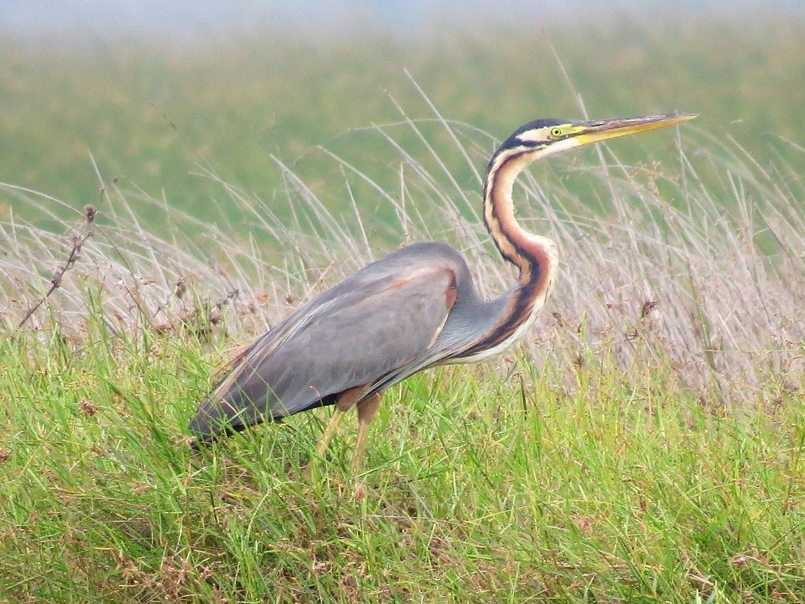 Purple Heron                                 Ardea purpurea,Geotagged,Heron,Purple Heron,Sri Lanka