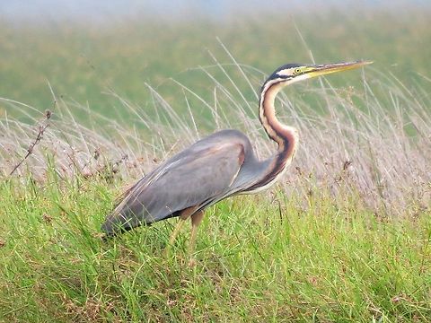 Purple Heron                                 Ardea purpurea,Geotagged,Heron,Purple Heron,Sri Lanka