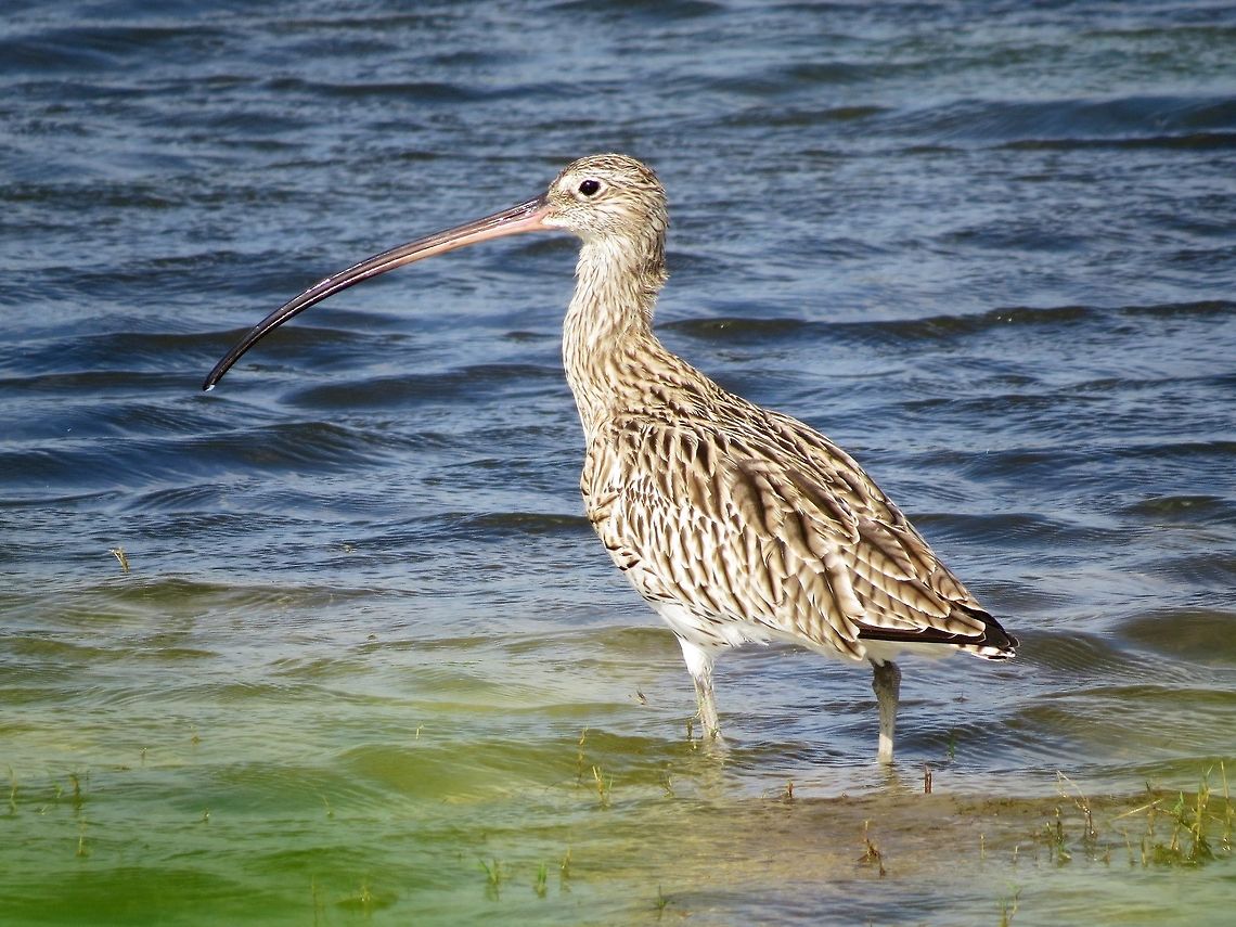 Eurasian Curlew                                 Curlew,Eurasian Curlew,Geotagged,Numenius arquata,Sri Lanka