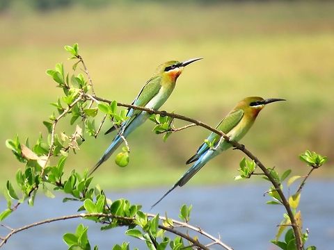 Blue-tailed Bee-eater                                 Bee-eater,Blue-tailed Bee-eater,Geotagged,Merops philippinus,Sri Lanka