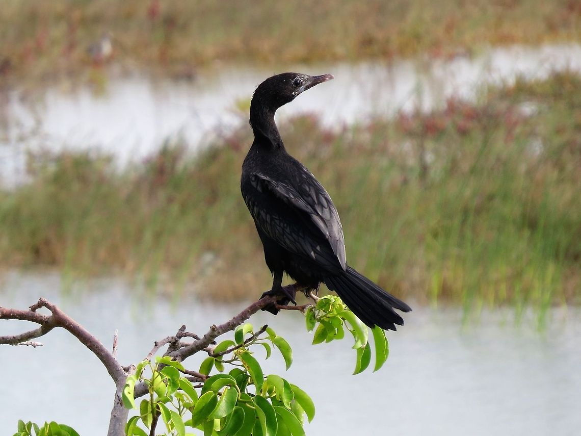 Indian Cormorant                                 Cormorant,Geotagged,Little cormorant,Microcarbo niger,Sri Lanka