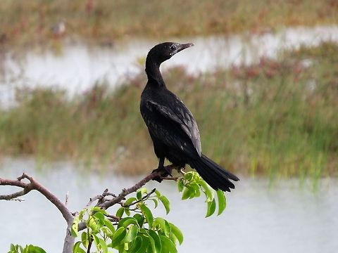 Indian Cormorant                                 Cormorant,Geotagged,Little cormorant,Microcarbo niger,Sri Lanka