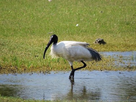 Black-headed Ibis                                 Black-headed Ibis,Geotagged,Lbis,Sri Lanka,Threskiornis melanocephalus