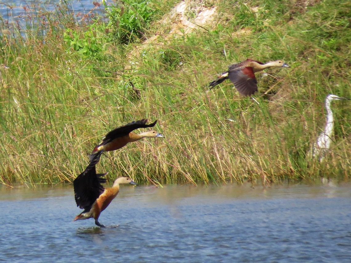 Lesser Whistling Ducks taking off  Dendrocygna javanica,Lesser Whistling Duck,Lesser Whistling Ducks,Sri Lanka
