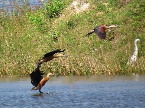 Lesser Whistling Ducks taking off  Dendrocygna javanica,Lesser Whistling Duck,Lesser Whistling Ducks,Sri Lanka