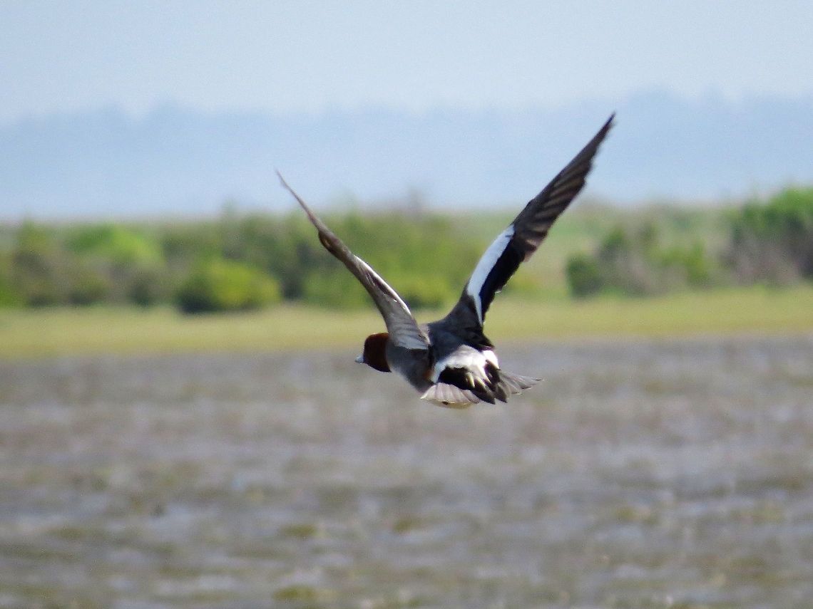 Northern Pintail on flight                                 Anas acuta,Geotagged,Northern Pintail,Sri Lanka
