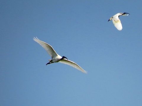 Black-headed lbis on flight                                 Black-headed Ibis,Geotagged,Sri Lanka,Threskiornis melanocephalus
