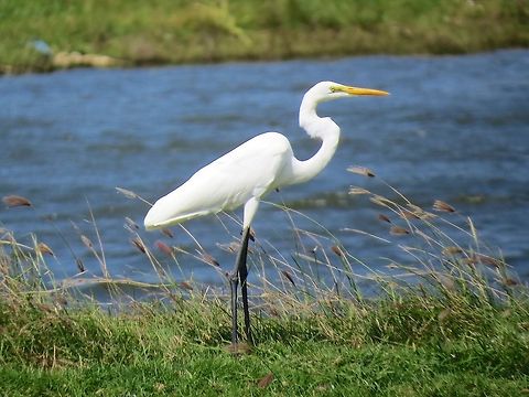 Eastern Great Egret                                 Ardea alba modesta,Eastern Great Egret,Egret,Geotagged,Sri Lanka