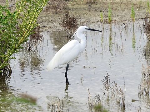 The long wait - Little Egret                                 Egret,Egretta garzetta,Geotagged,Little Egret,Sri Lanka