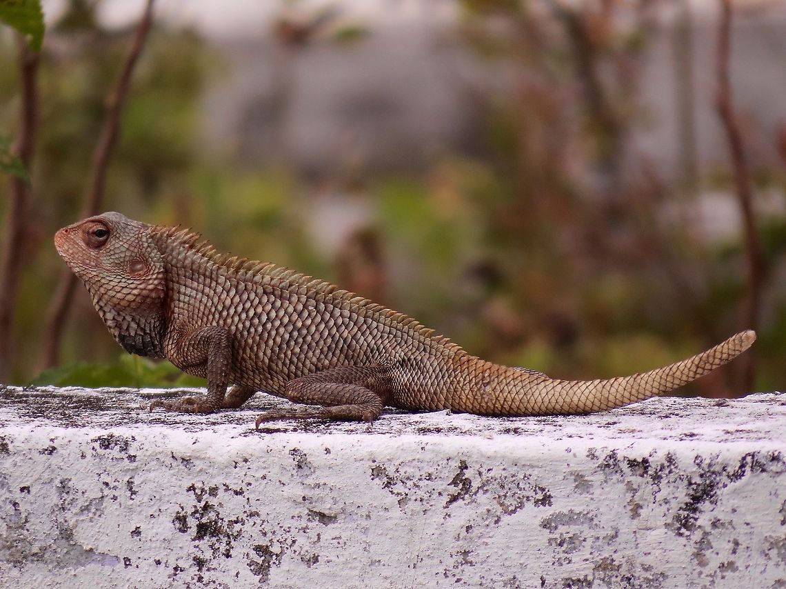 Oriental garden lizard                                 Calotes versicolor,Oriental Garden Lizard,Oriental garden lizard,Sri Lanka