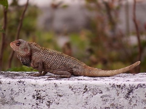 Oriental garden lizard                                 Calotes versicolor,Oriental Garden Lizard,Oriental garden lizard,Sri Lanka