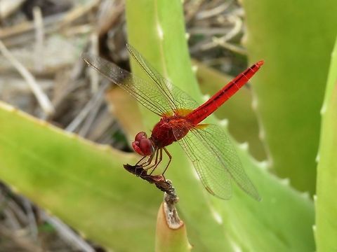 Oriental Scarlet (Male)                                 Crocothemis servilia,Dragonfly,Geotagged,Oriental Scarlet,Scarlet Skimmer,Sri Lanka