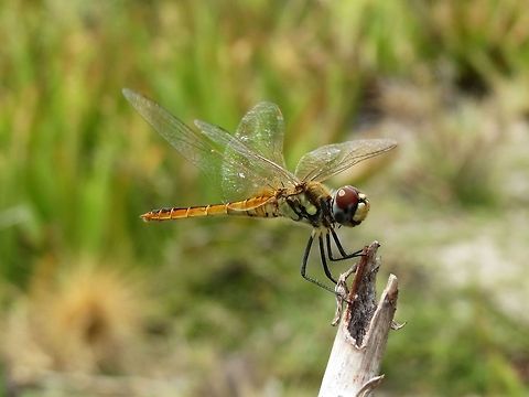 Oriental Scarlet (Female)                                 Dragonfly,Geotagged,Oriental Scarlet,Sri Lanka,animalia,anisoptera,biodiversity,insects,libellulidae,odonata