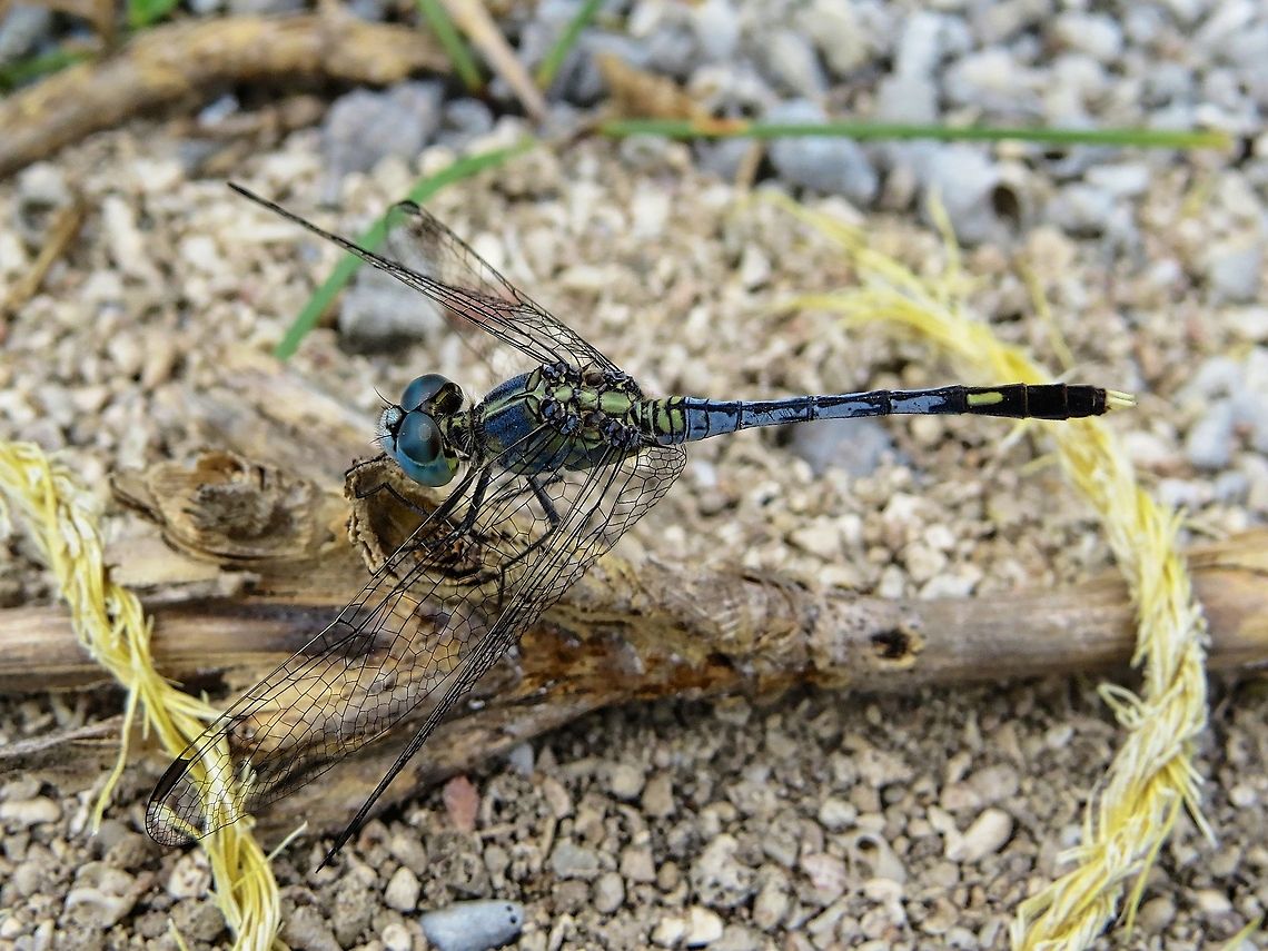 Ground Skimmer (Male)                                 Diplacodes trivialis,Dragonfly,Geotagged,Ground Skimmer,Sri Lanka