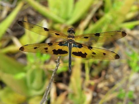 Variegated Flutterer (Male)                                 Common Picture Wing,Dragonfly,Geotagged,Rhyothemis variegata,Sri Lanka,Variegated Flutterer