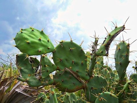 Opuntia stricta Commonly found in dry costal areas of nothern sri lanka. Geotagged,Opuntia stricta,Sri Lanka