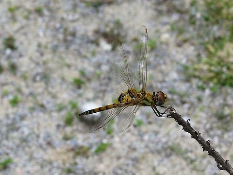 Scarlet Basker                                 Dragonfly,Geotagged,Scarlet Basker,Sri Lanka,Urothemis signata