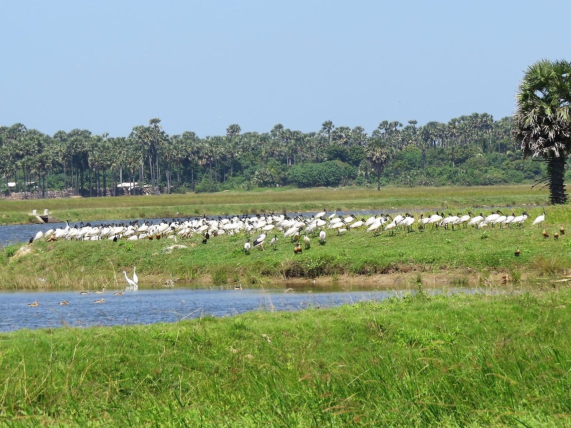 General Meeting. It was a spectacular scene. Lots of Egrets, Black-headed Lbis, Lesser Whistling Ducks &amp; Herons. Black-headed Ibis,Black-headed Lbis,Egrets,Geotagged,Lesser Whistling Ducks,Sri Lanka,Threskiornis melanocephalus
