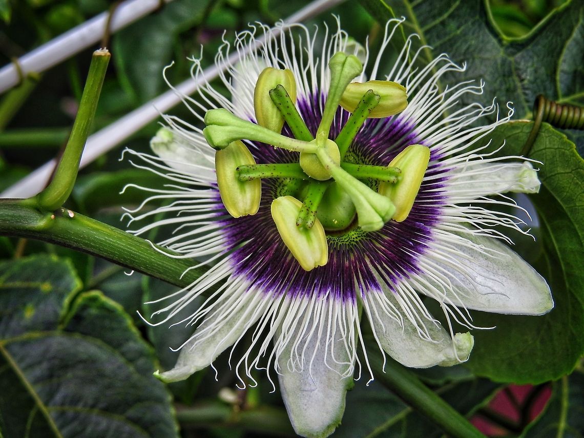 Passion Flower  Geotagged,Maracujá,Passiflora edulis,Passion fruit,Sri Lanka
