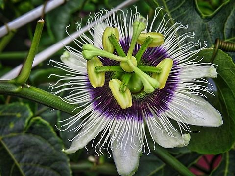 Passion Flower  Geotagged,Maracujá,Passiflora edulis,Passion fruit,Sri Lanka