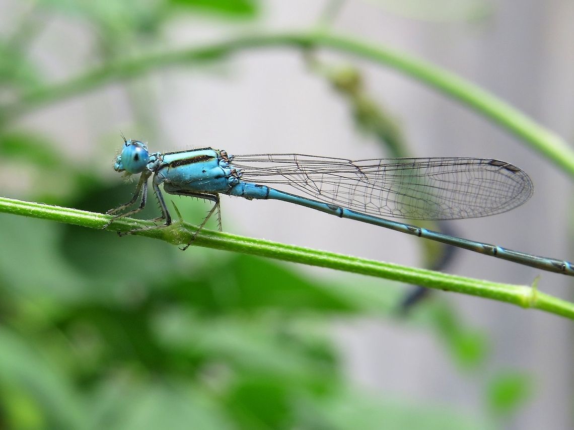 Blue Sprite                                 Blue Riverdamsel,Geotagged,Pseudagrion microcephalum,Sri Lanka,damselfly