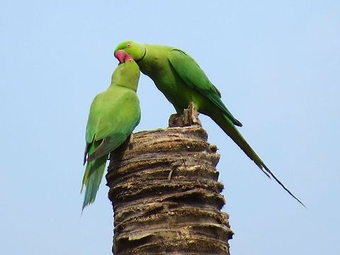 The kiss                                 Geotagged,Parakeet,Parrot,Psittacula krameri,Rose-ringed Parakeet,Sri Lanka