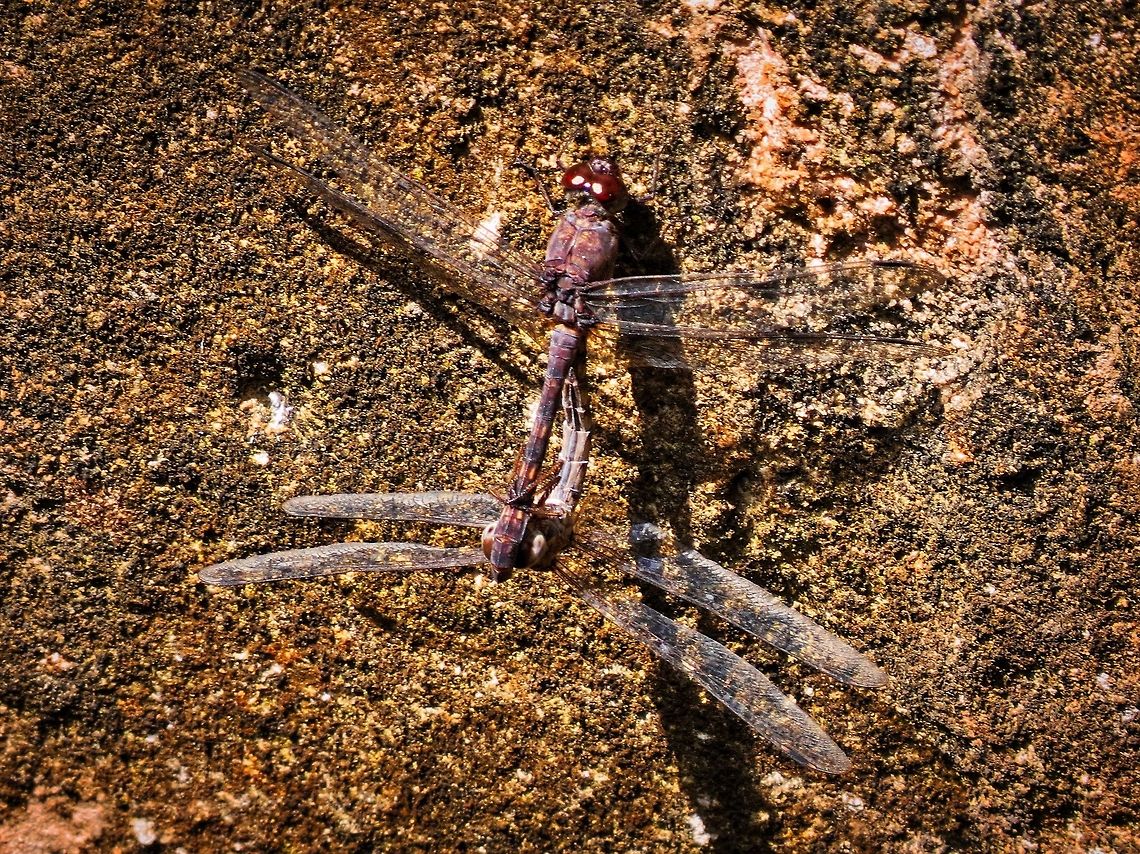 Black Stream Glider - Mating.  Black Stream Glider,Dragonfly,Geotagged,Sri Lanka,Trithemis festiva