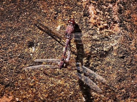 Black Stream Glider - Mating. Black Stream Glider,Dragonfly,Geotagged,Sri Lanka,Trithemis festiva