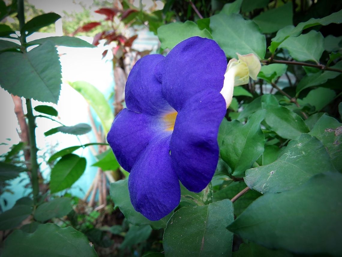 Thunbergia erecta                                 Geotagged,Sri Lanka,Thunbergia erecta