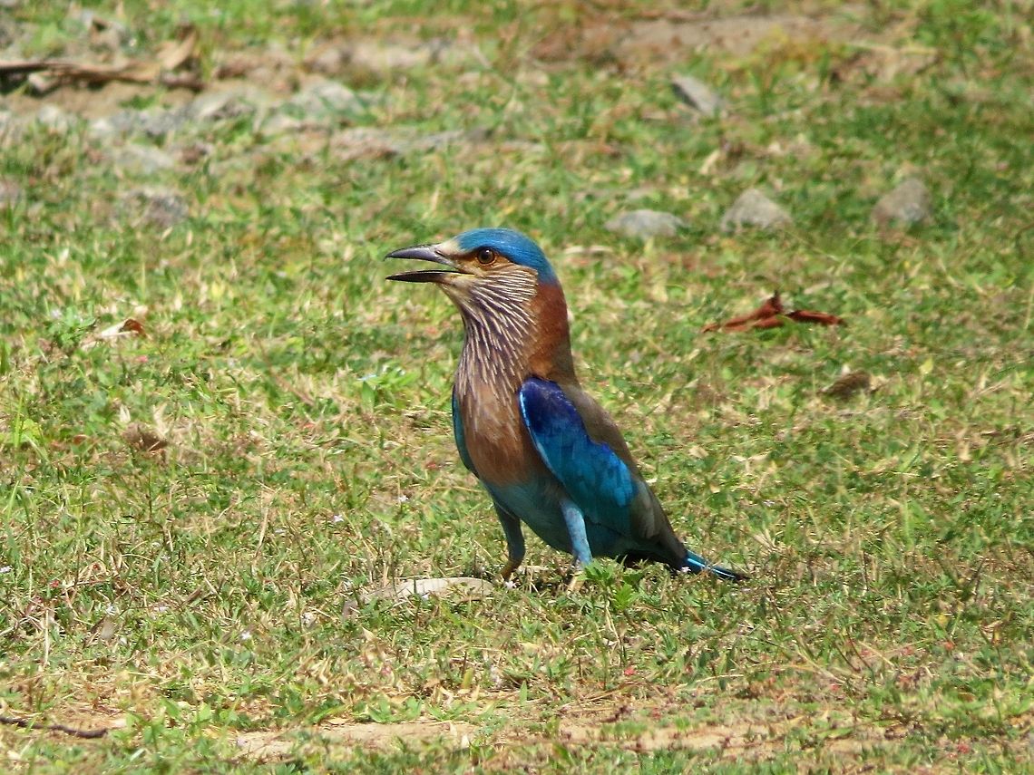 Indian Roller                                 Coracias benghalensis,Geotagged,Indian Roller,Roller,Sri Lanka