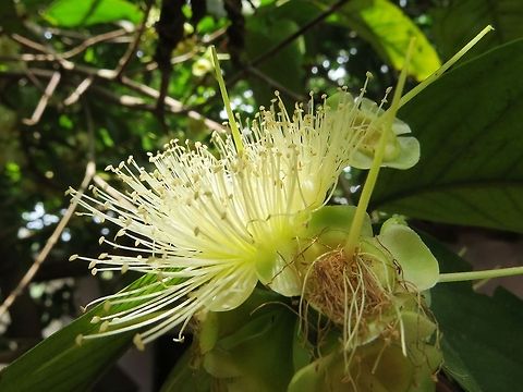 Jambu Flower                                 Champoo,Geotagged,Jambu,Sri Lanka,Syzygium samarangense,Wax Jambu