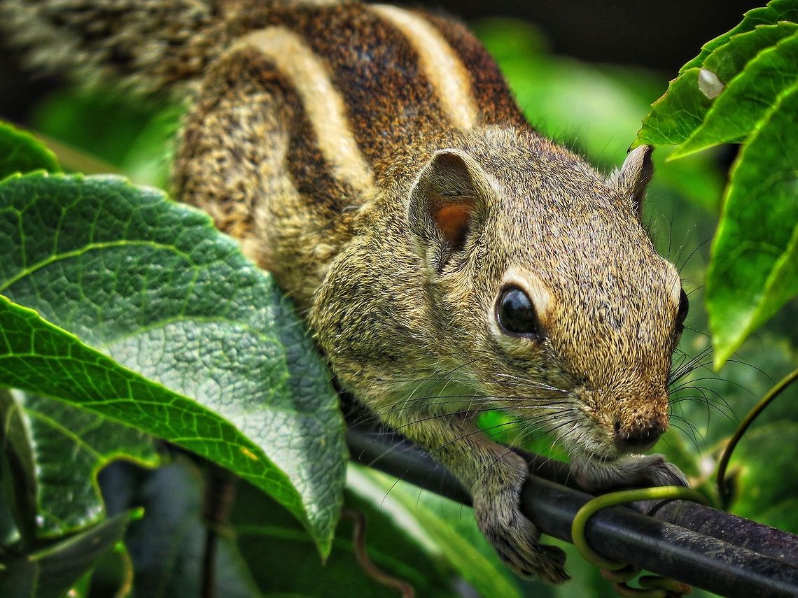 Common Sri Lankan Squirrel                                 Funambulus palmarum,Geotagged,Indian palm squirrel,Squirrel,Sri Lanka