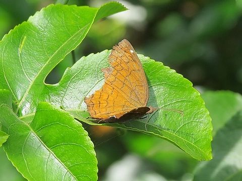 The Angled Castor                                 Angled Castor,Ariadne ariadne,Ariadne merione,Butterfly,Common Castor,Geotagged,Sri Lanka