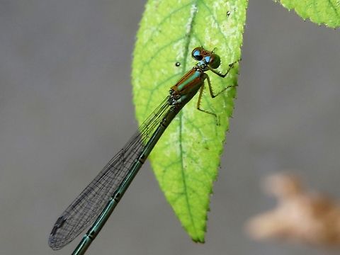 Common Bluetail                                 Elegant sprite,Geotagged,Pseudagrion decorum,Sri Lanka,damselfly