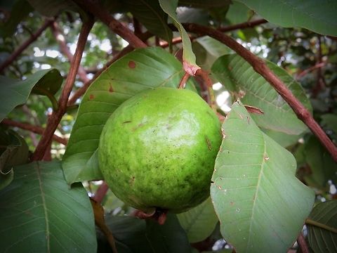 Guava (Psidium guajava)                                 Apple guava,Guava,Psidium guajava,Sri Lanka