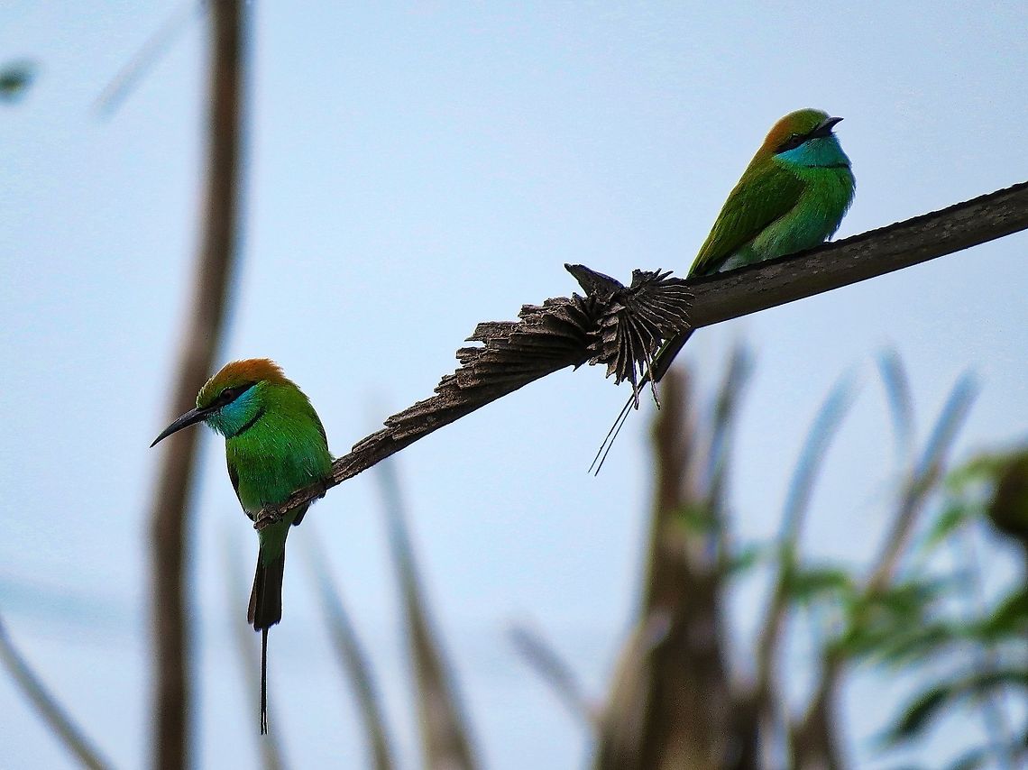 Disagreement                                 Geotagged,Green Bee-eater,Merops orientalis,Sri Lanka