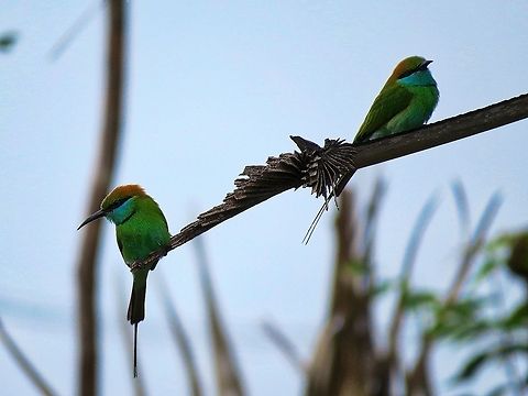 Disagreement                                 Geotagged,Green Bee-eater,Merops orientalis,Sri Lanka